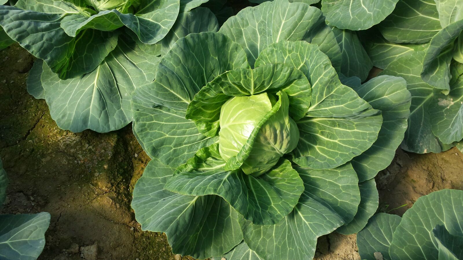 Samsung Galaxy S4 sample photo. Leaf, flora, nature photography