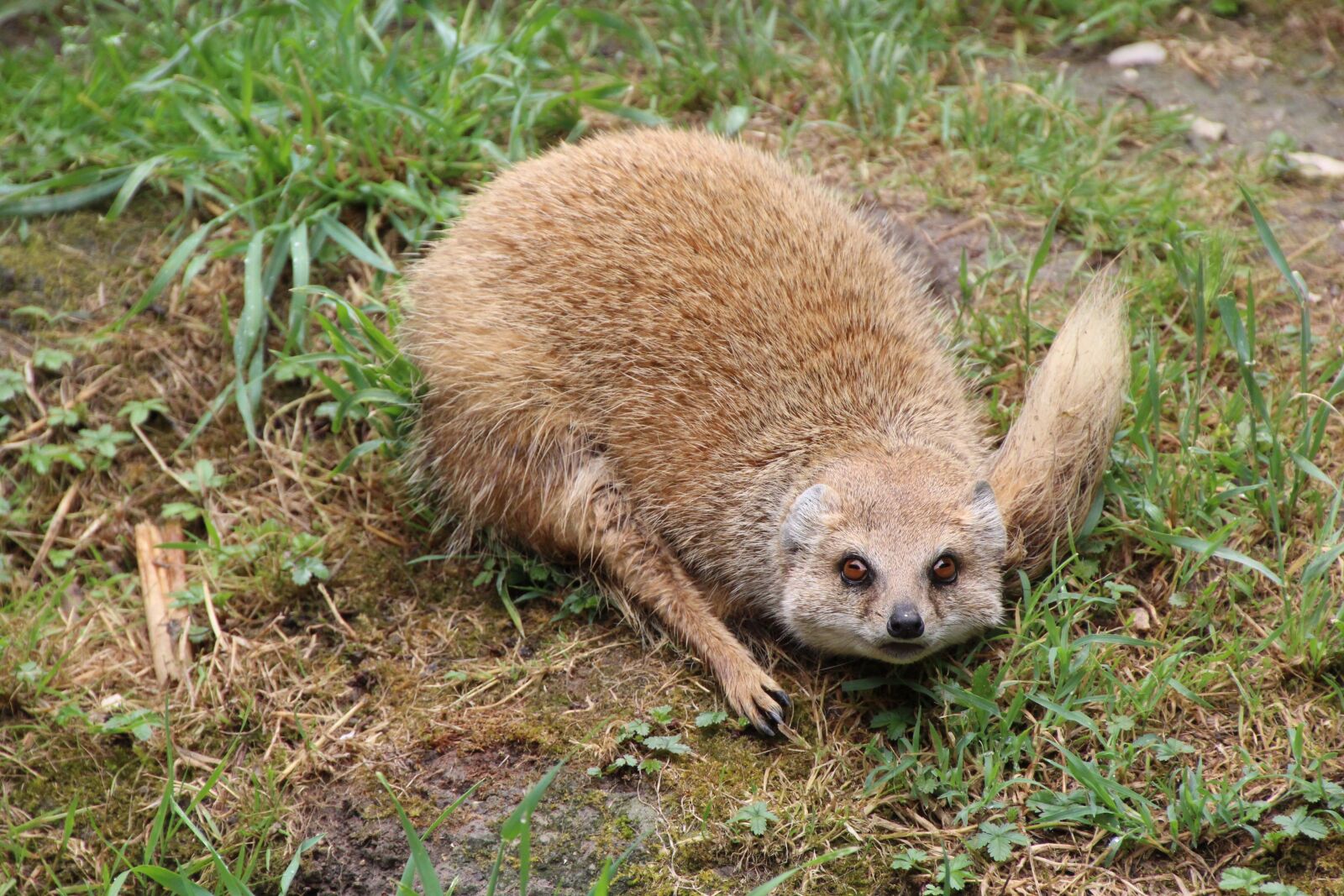 Canon EOS 1200D (EOS Rebel T5 / EOS Kiss X70 / EOS Hi) sample photo. Mongoose, eyes, face photography
