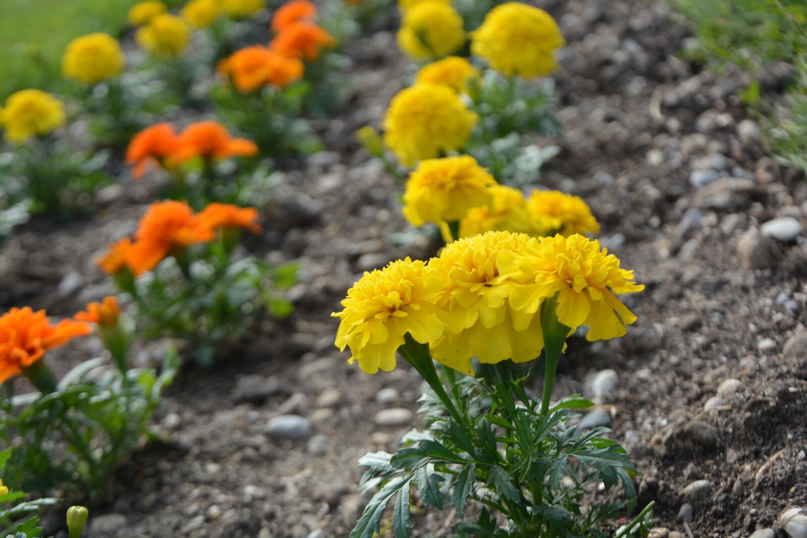 Nikon D7100 sample photo. Flower, flowers, nature photography