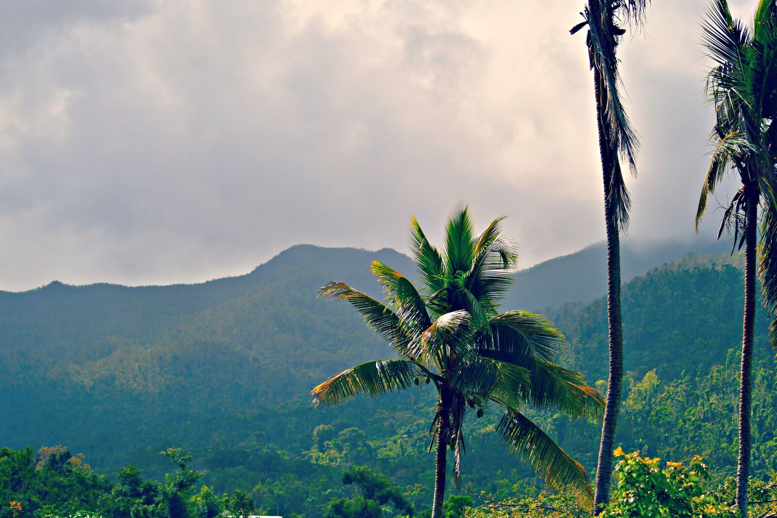 Nikon D7500 sample photo. Mountain, palm tree, stormy photography