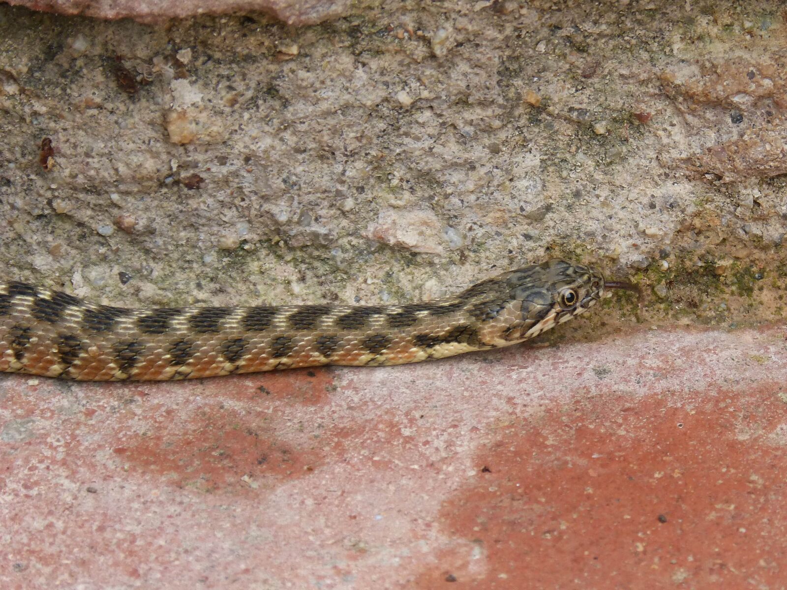 Panasonic DMC-FZ62 sample photo. Snake, water snake, detail photography