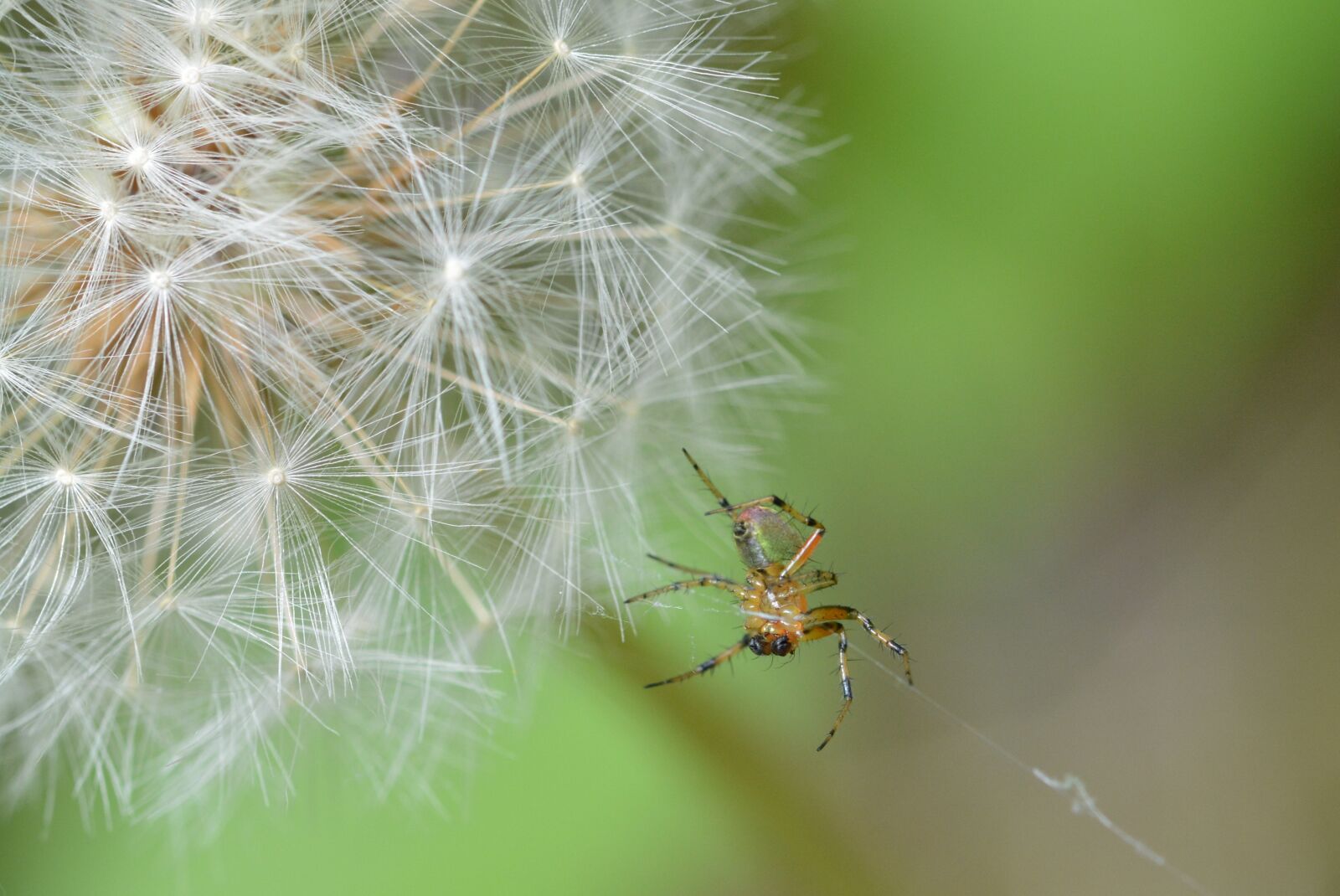 Nikon D5200 sample photo. Spider, dandelion, macro photography