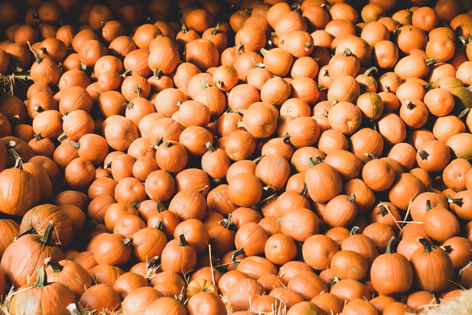 Nikon D3100 sample photo. Pumpkins, fall, harvest photography
