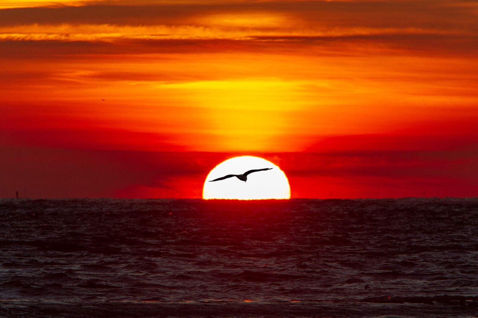 Canon EF 70-200mm F2.8L IS USM sample photo. Seagull, sunset, sea photography