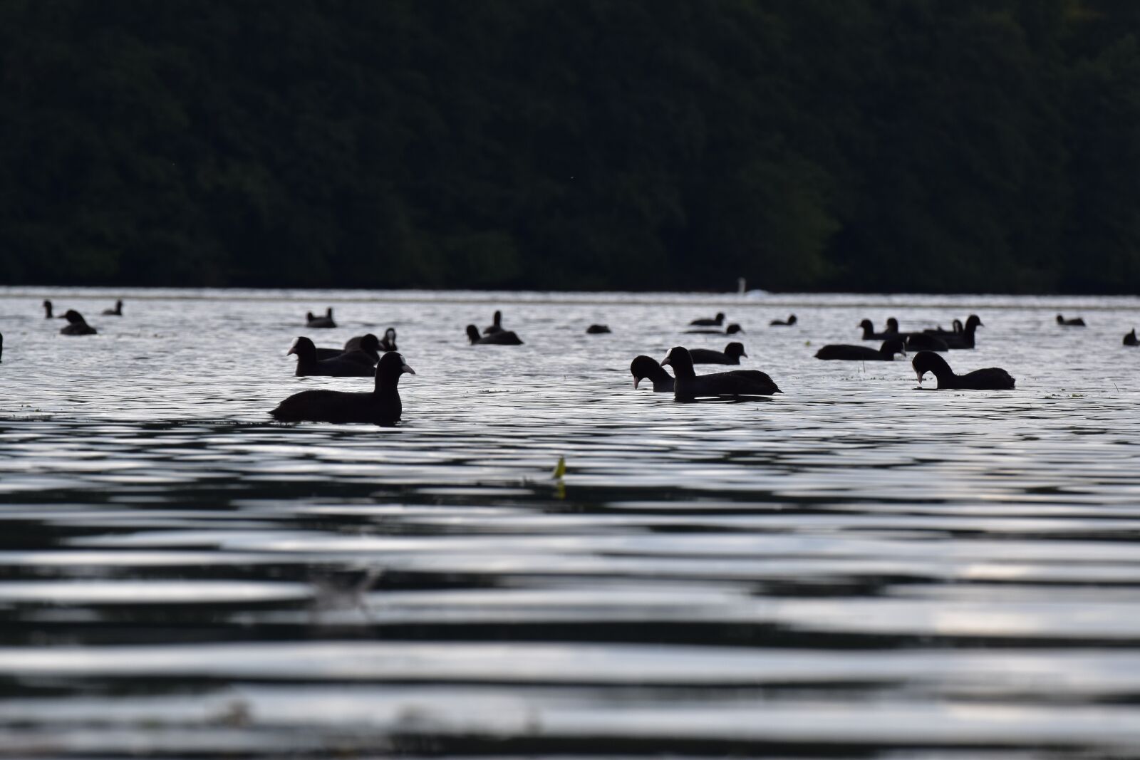 Nikon D5600 sample photo. Ducks, lake, bird photography