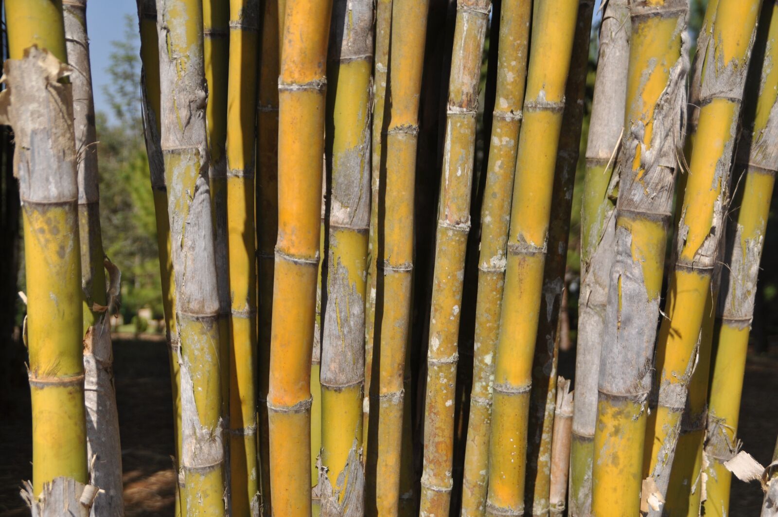 Nikon D5000 sample photo. Bamboo, botany, asia photography