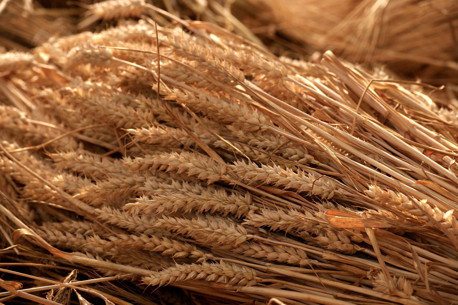 Sony Alpha DSLR-A350 sample photo. Grain harvest, summer, tufts photography