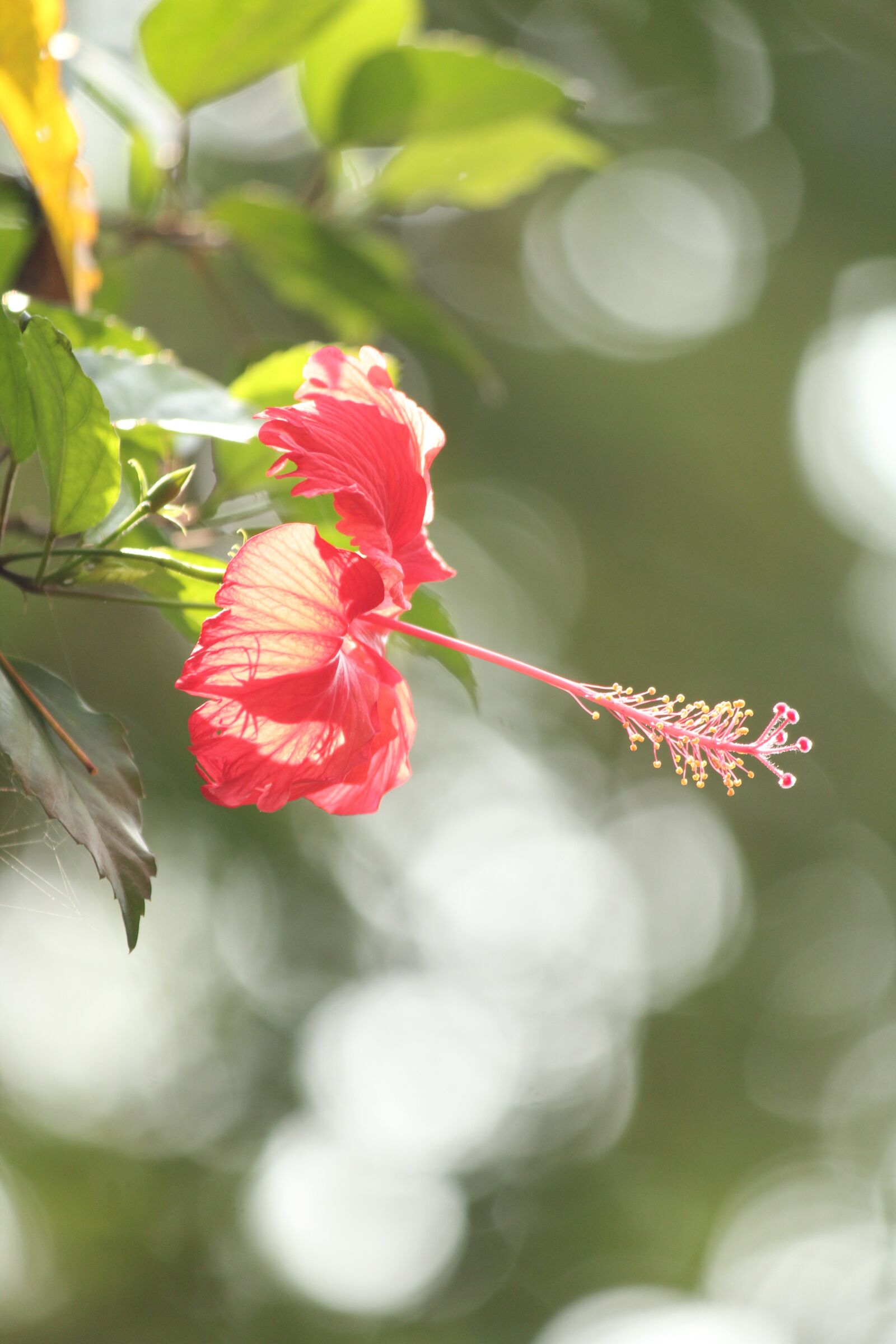 Canon EOS 1300D (EOS Rebel T6 / EOS Kiss X80) sample photo. Hibiscus, flower, bloom photography