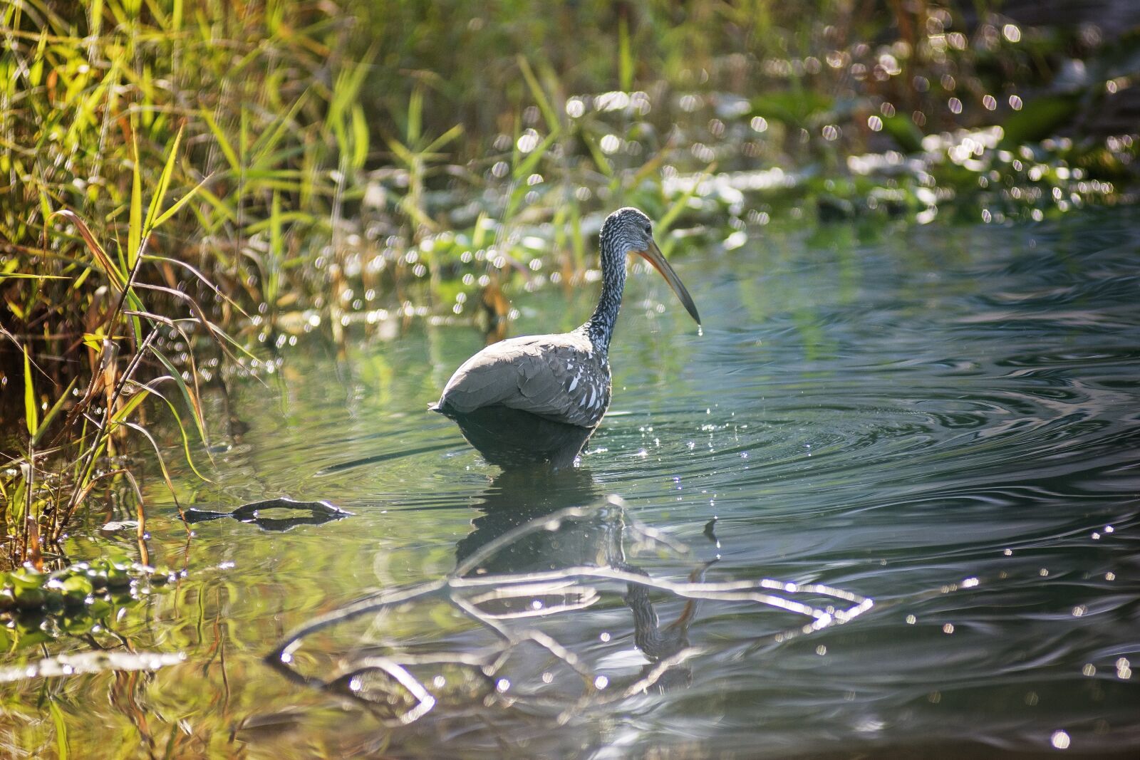 Nikon D7100 sample photo. Bird, river, water photography