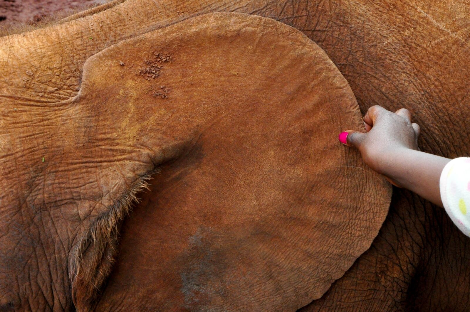 Nikon D90 sample photo. Africa, elephant, ear photography