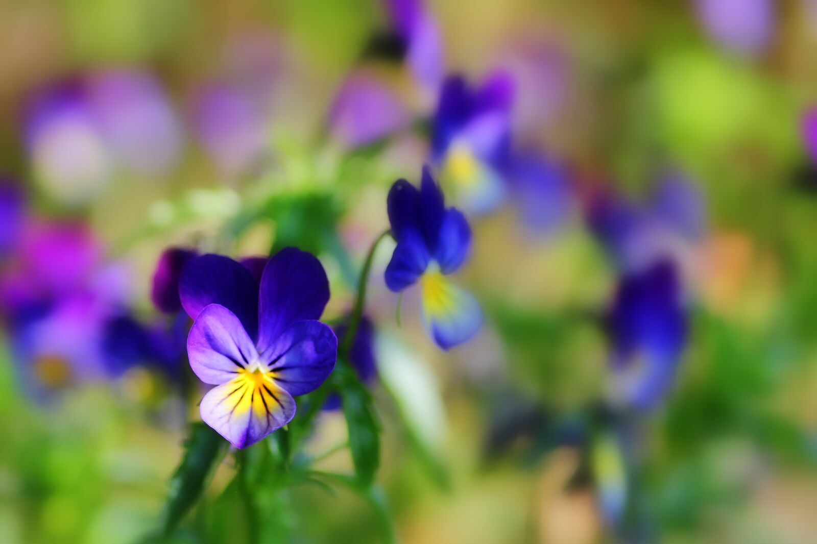 Tamron SP 90mm F2.8 Di VC USD 1:1 Macro sample photo. 400–500, flowers, pansy photography