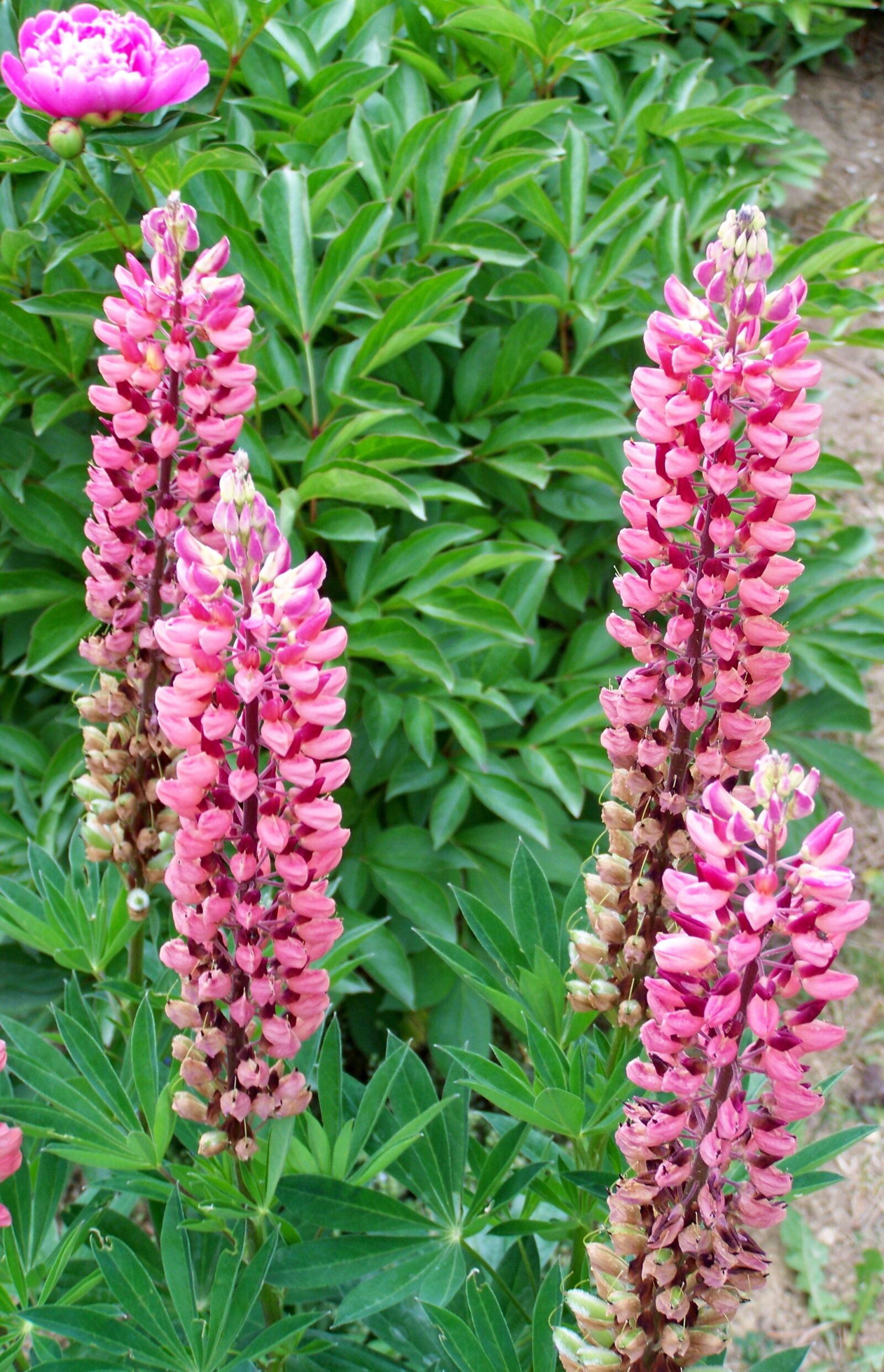 Kodak EASYSHARE ZD710 ZOOM DIGITAL CAMERA sample photo. Forest lupin, pink flower photography