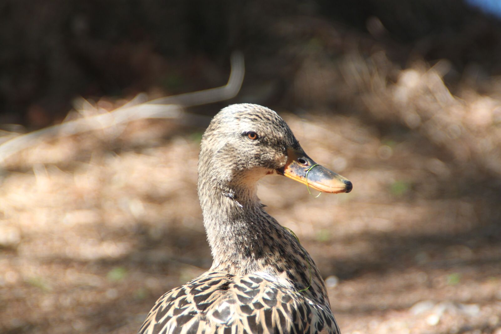 Canon EOS 500D (EOS Rebel T1i / EOS Kiss X3) sample photo. Duck, nature, texas photography