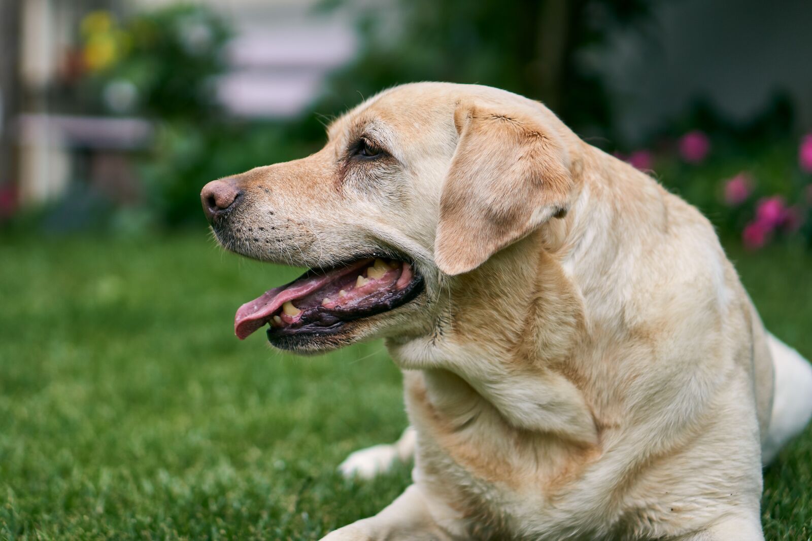 Sony E 50mm F1.8 OSS sample photo. Labrador, dog, animal photography