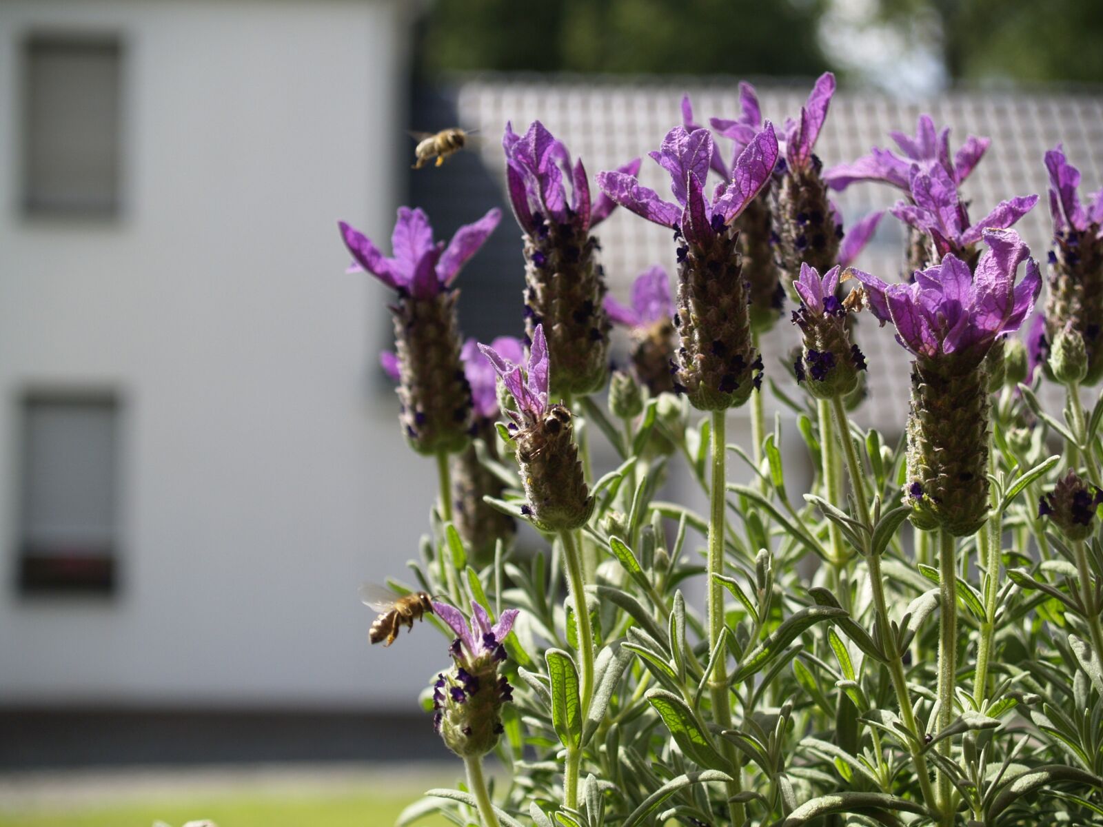 Olympus E-500 (EVOLT E-500) sample photo. Bee, in flight, lavender photography