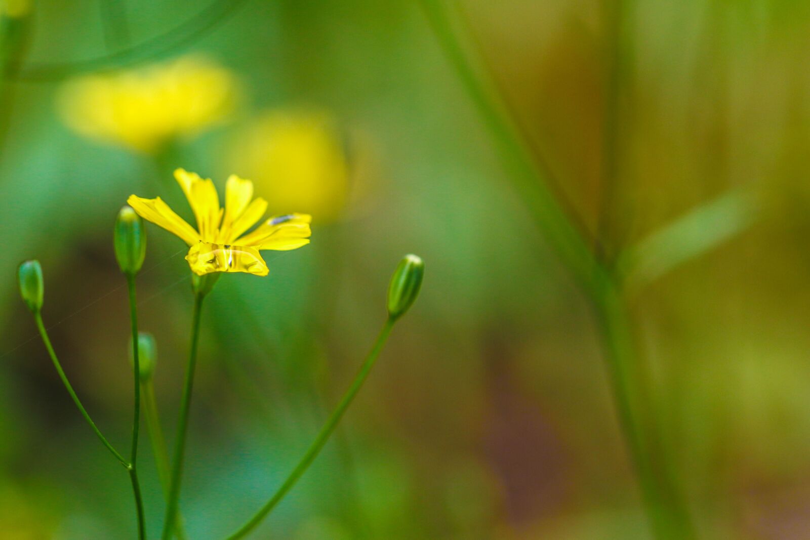 Canon EOS 7D Mark II sample photo. Wildflower, yellow, green photography