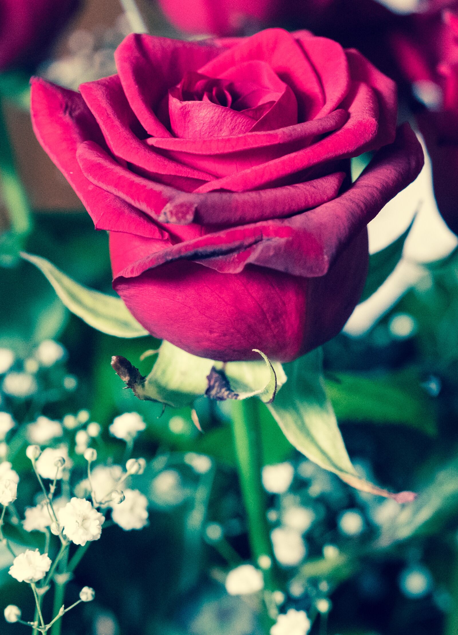Fujifilm XF 16-55mm F2.8 R LM WR sample photo. Flower, rose, nature photography