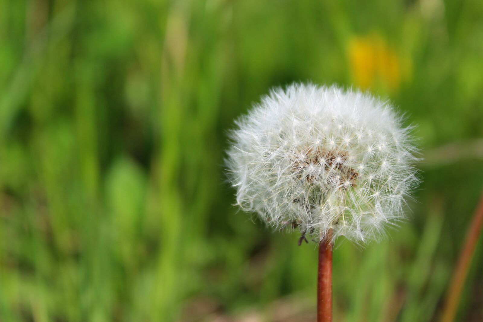 Canon EOS 1300D (EOS Rebel T6 / EOS Kiss X80) sample photo. Nature, grass, plant photography