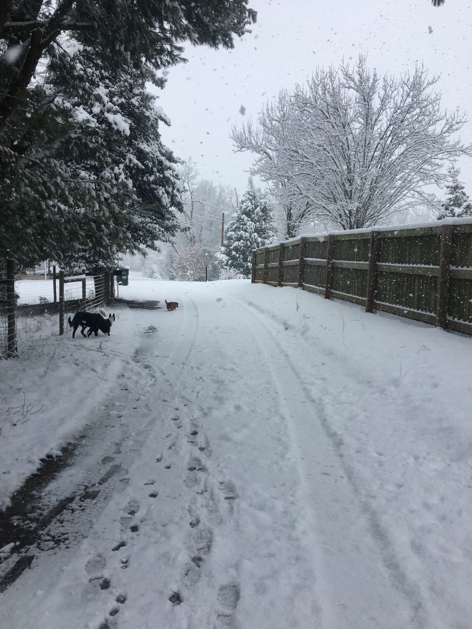 Apple iPhone 6s sample photo. Driveway, snow covered driveway photography