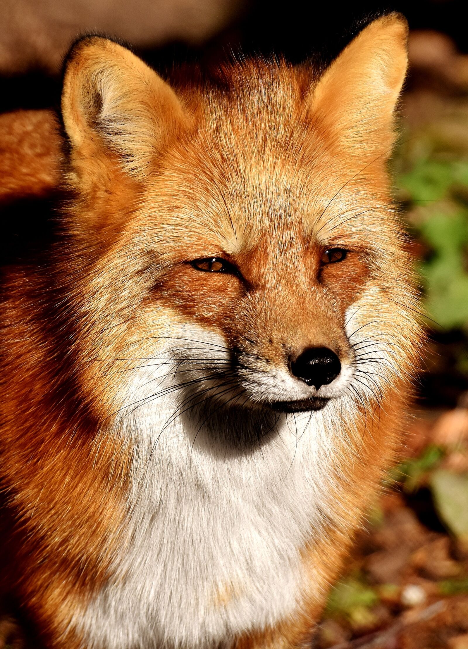 Nikon D7200 sample photo. Fuchs, animal world, wild photography