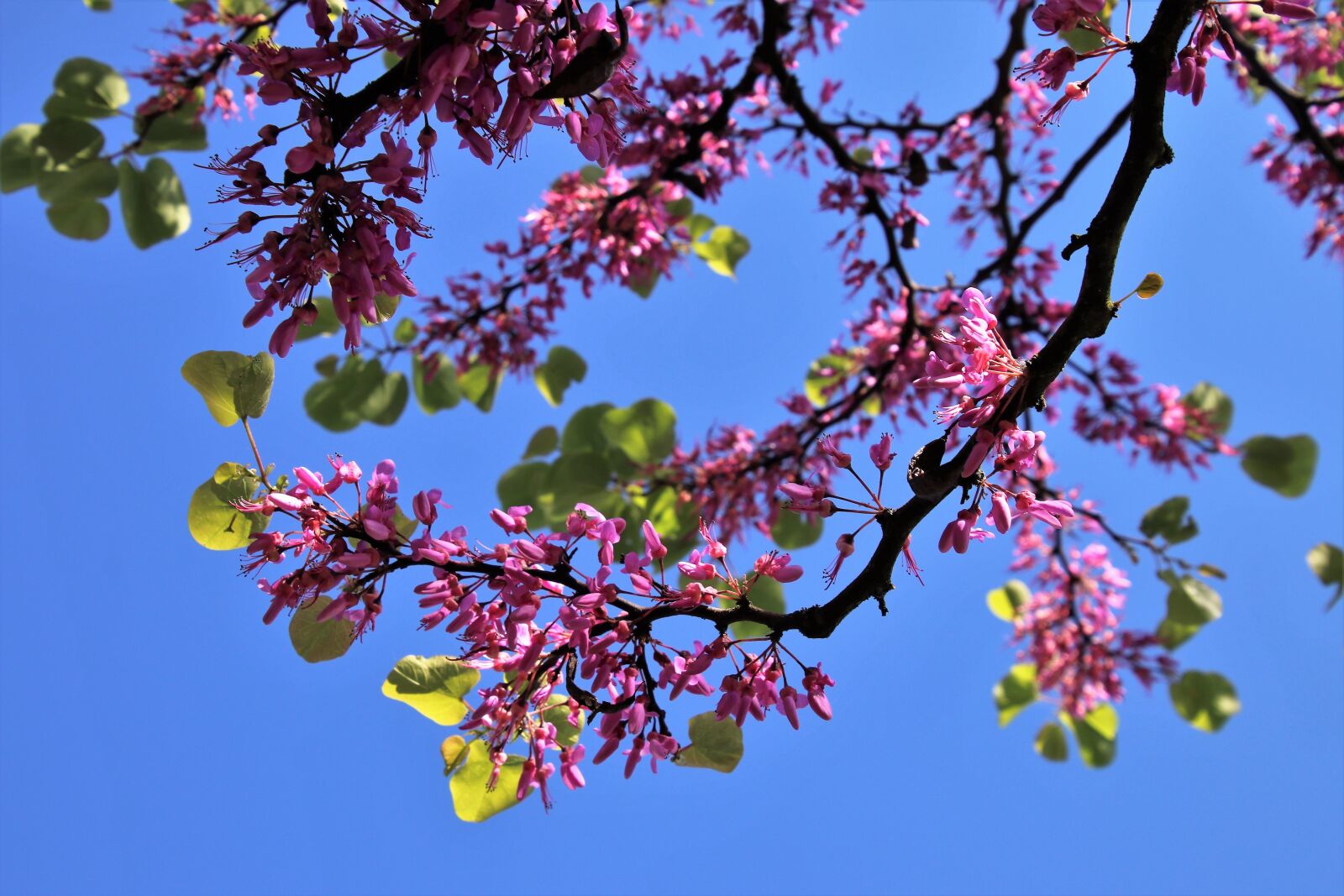 Canon EOS 80D sample photo. Sprig, garden, blooming tree photography