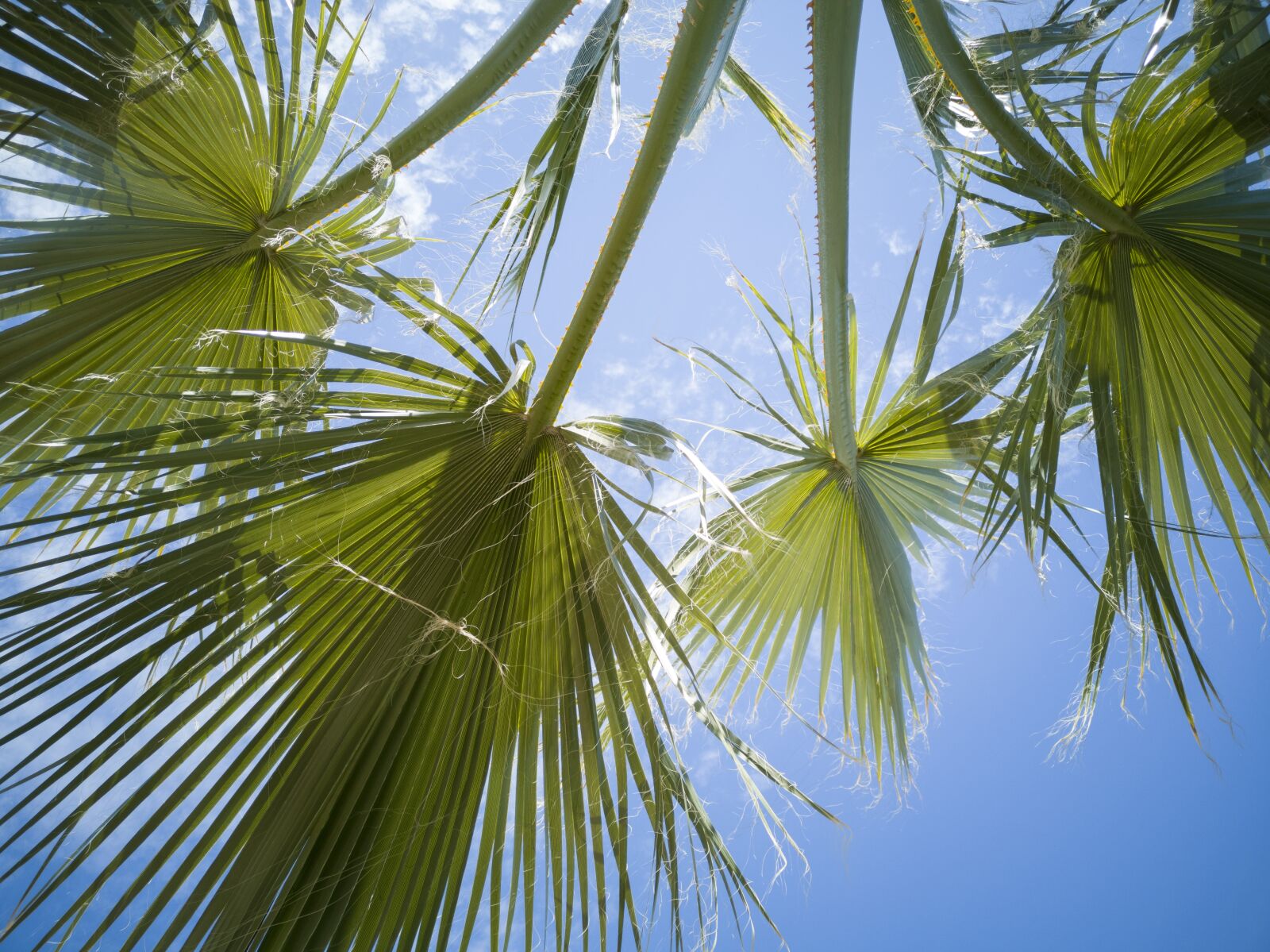 HUAWEI CLT-L09 sample photo. Palm, tree, leaves photography