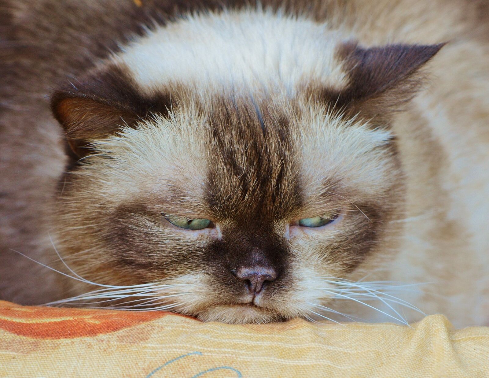 Nikon D3200 sample photo. Cat, british shorthair, grumpy photography