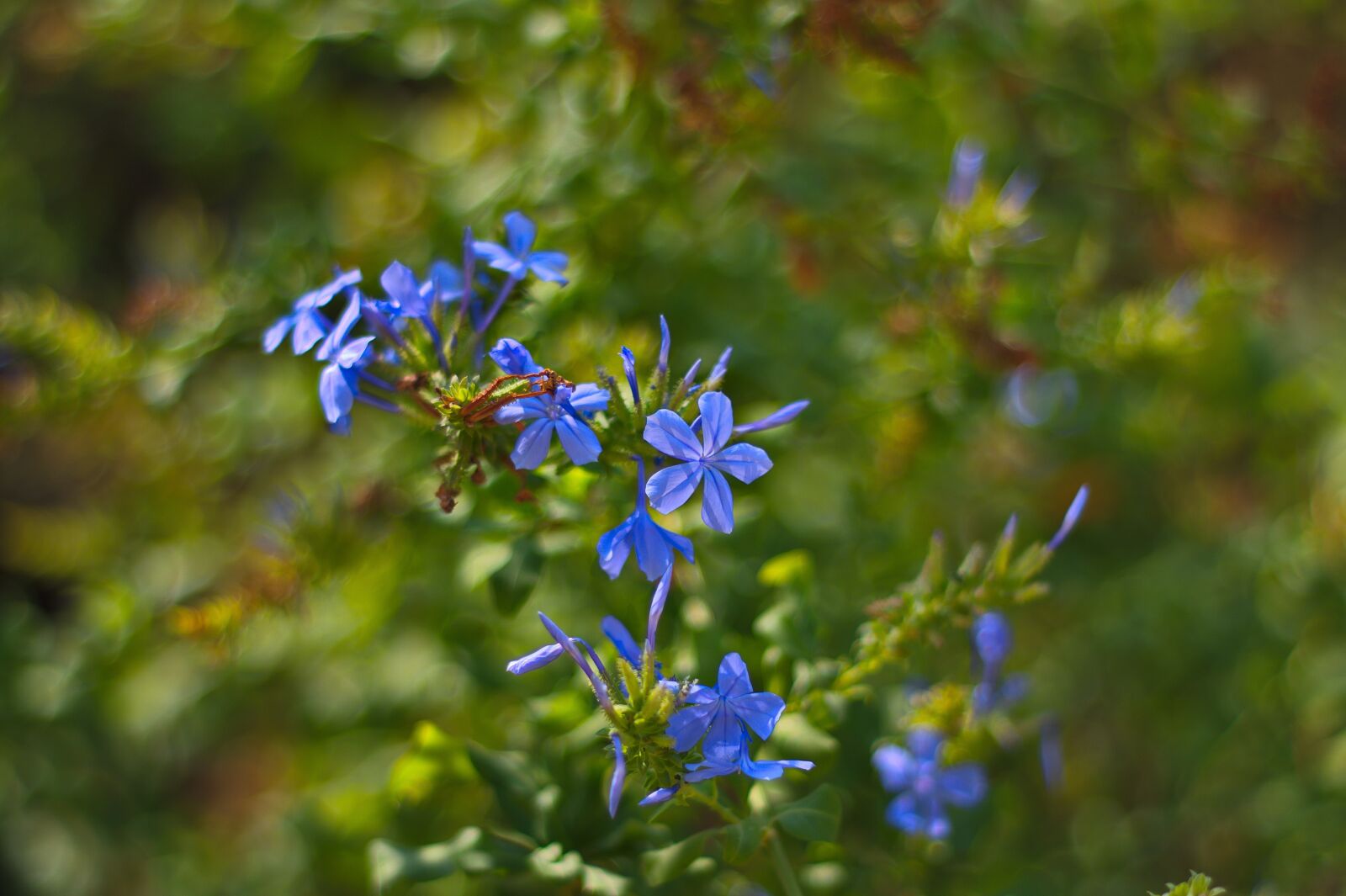 Pentax K-3 II sample photo. Bokeh, flowers, plant photography