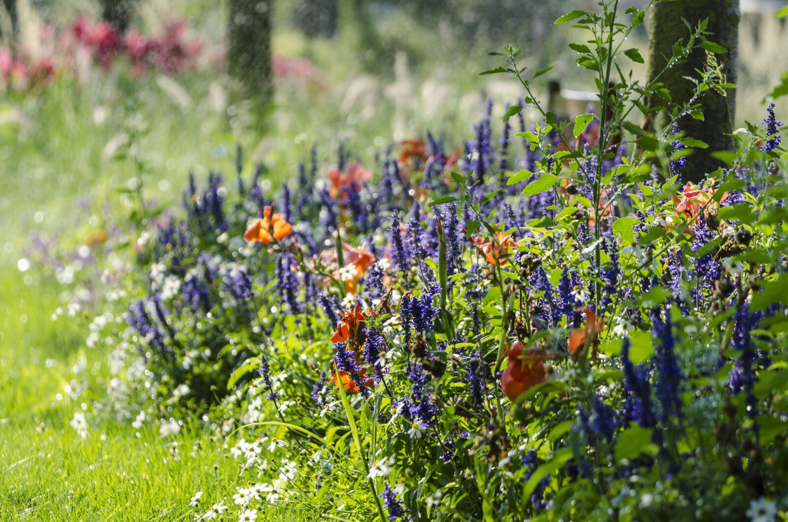 Tamron SP 70-300mm F4-5.6 Di VC USD sample photo. Flowers, plant, salvia photography