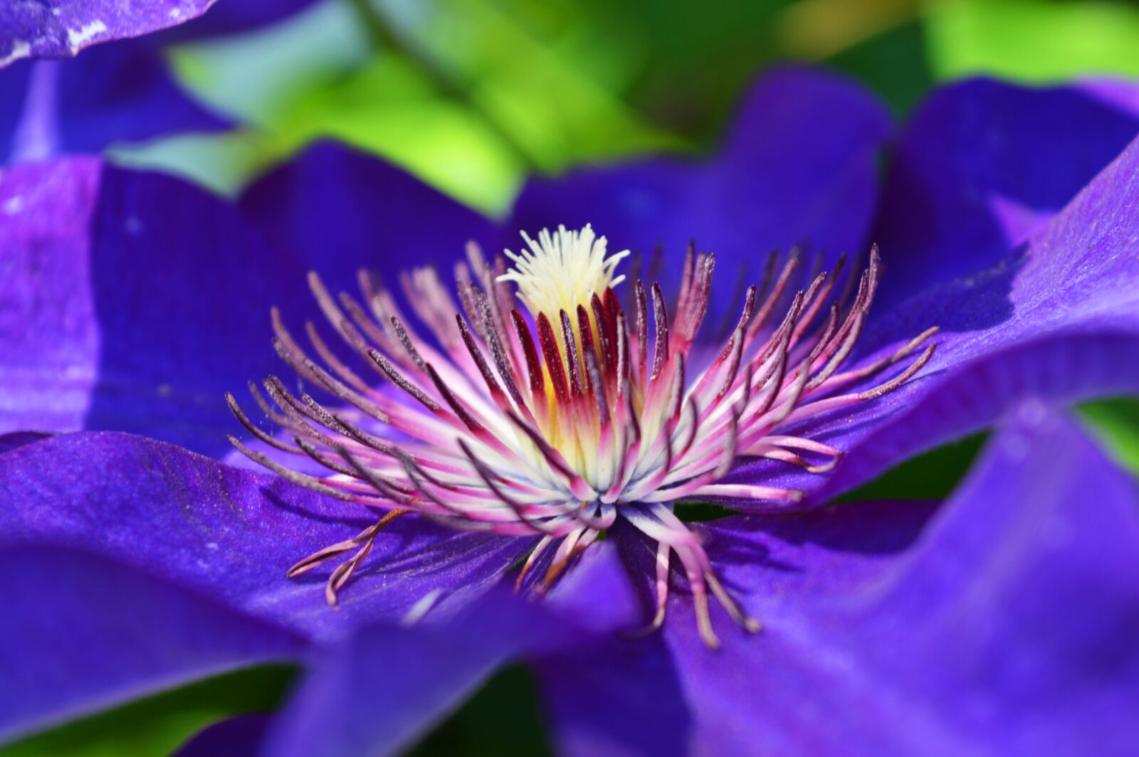 Nikon D3200 sample photo. Purple, flower, nature photography