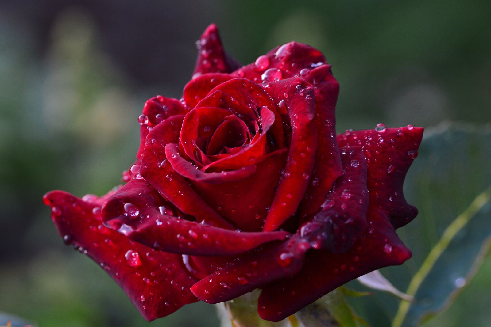 Nikon D5200 sample photo. Rose, blossom, bloom photography