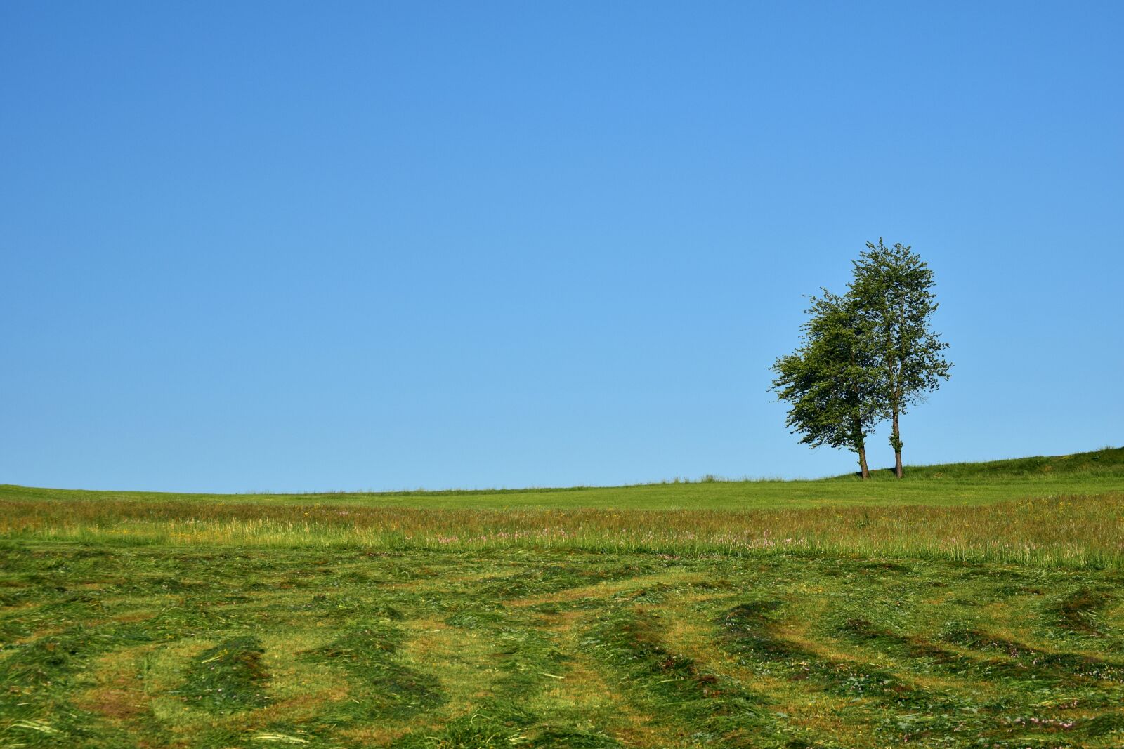 Nikon D3300 sample photo. Meadow, mowed, nature photography