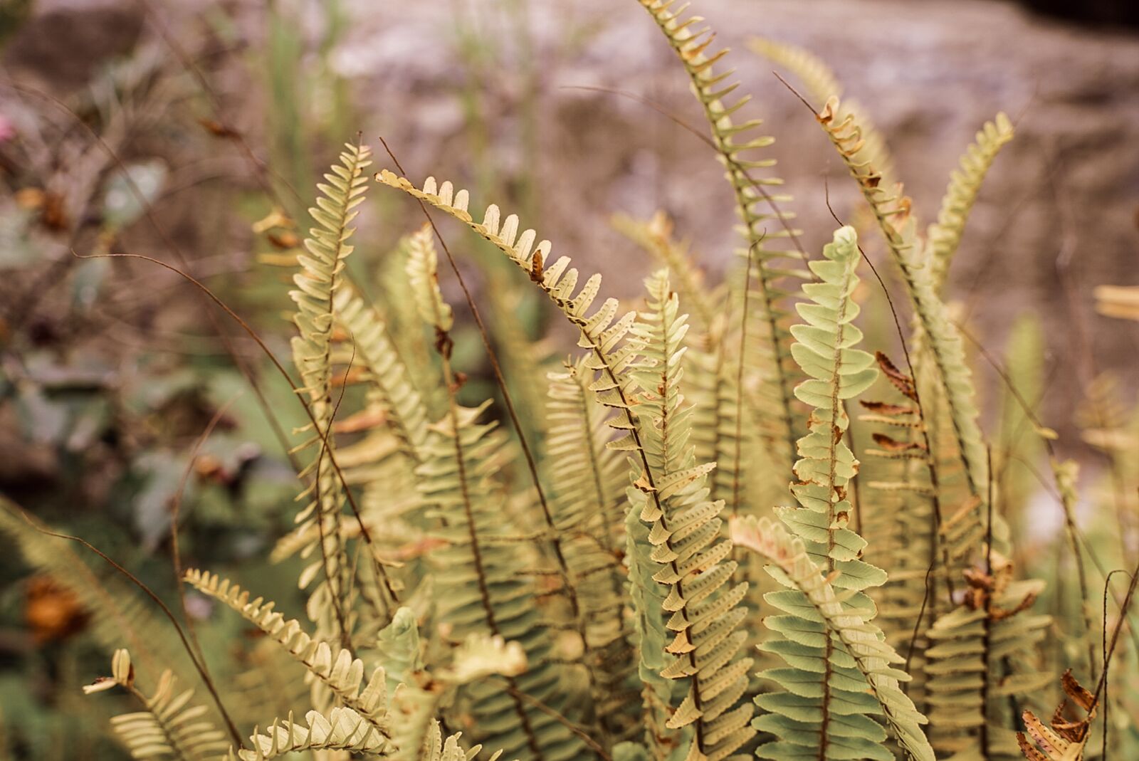 Sony a7 III + Tamron 28-75mm F2.8 Di III RXD sample photo. Plant, flora, botany photography