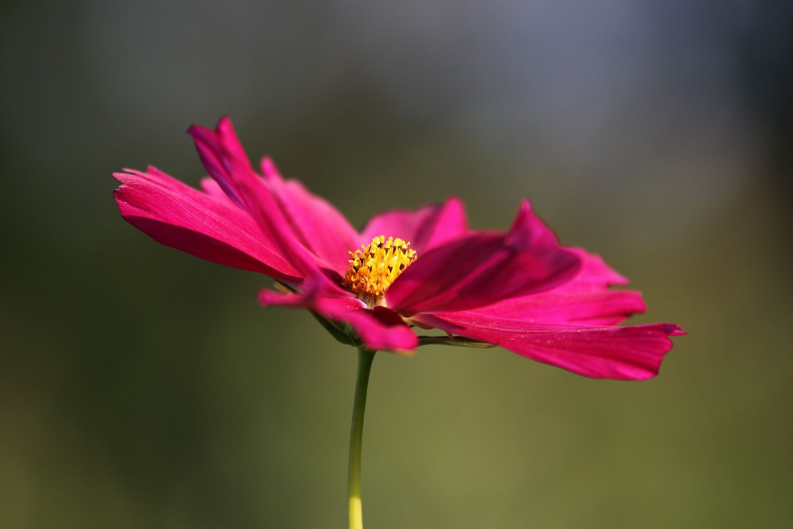 Tamron 70-210mm F4 Di VC USD sample photo. Cosmos flower, red cosmos photography