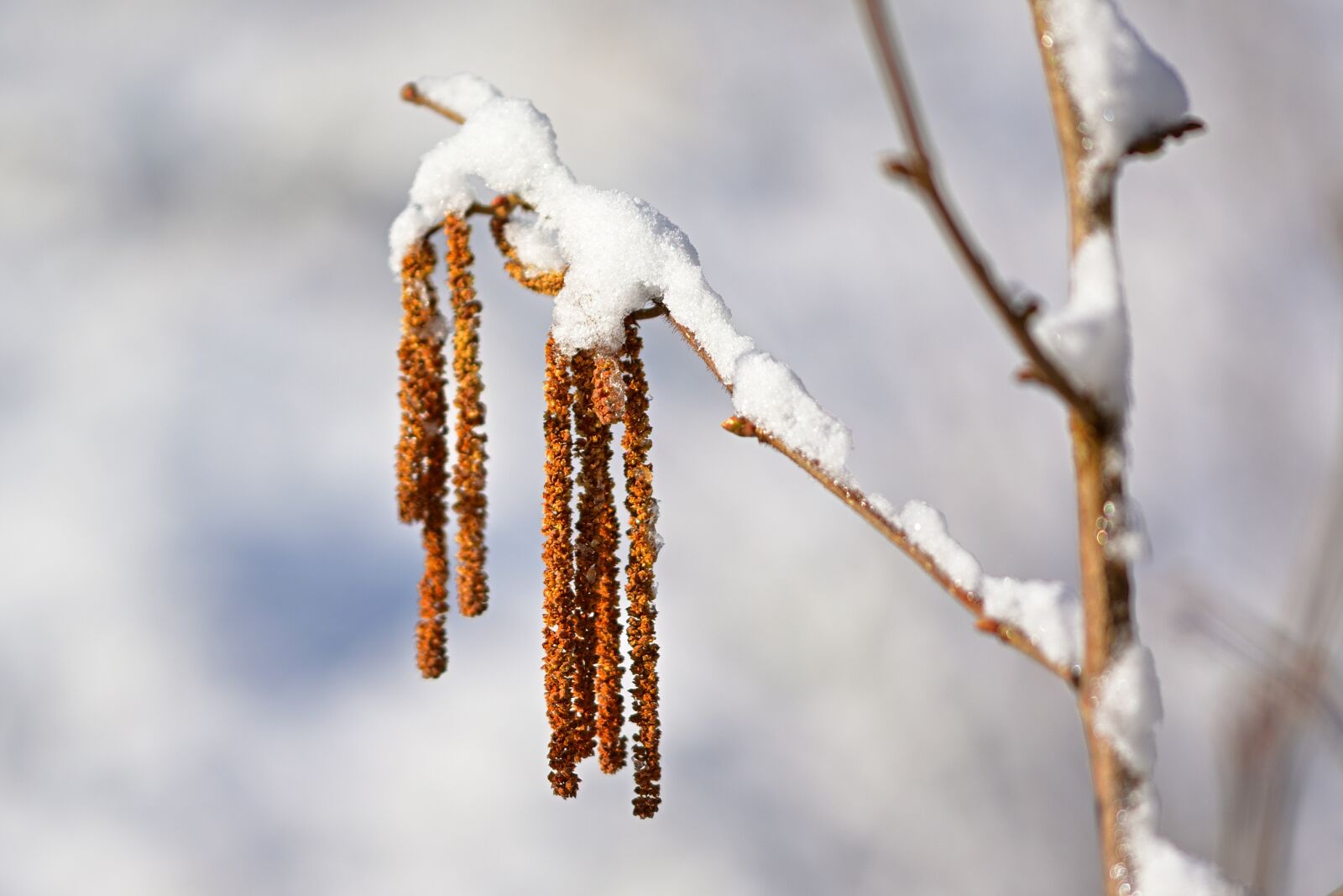 Nikon D5200 sample photo. Garden, snow, spring photography