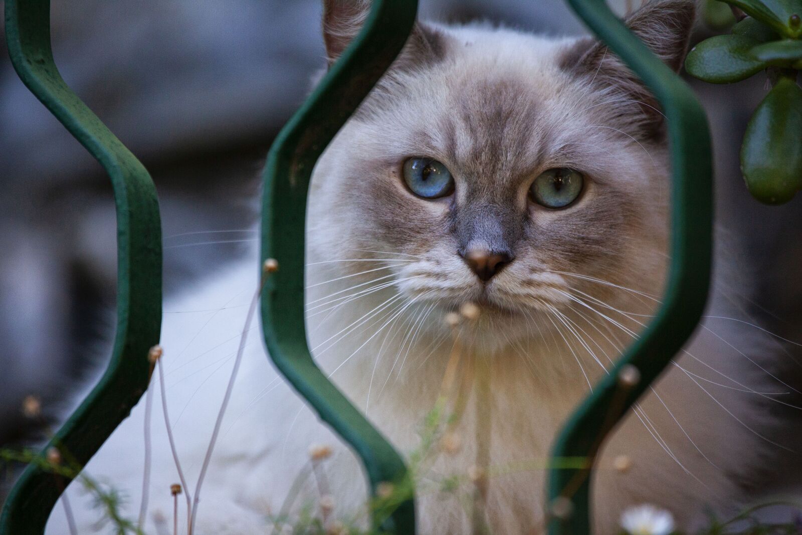 Canon EOS 5D Mark II sample photo. Cat, pet, fur photography