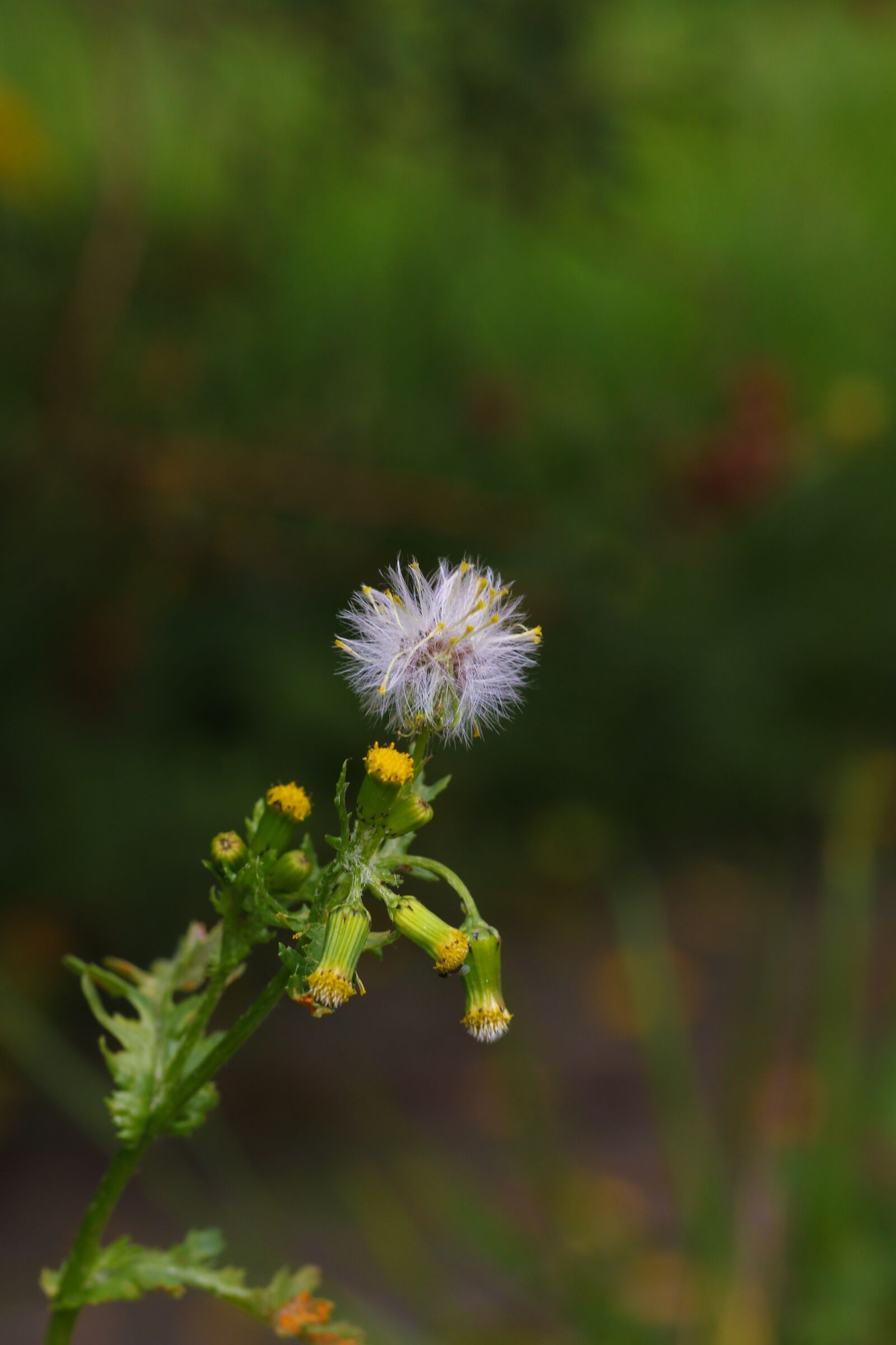Canon EOS 7D Mark II sample photo. Dandelion, flower, wildflower photography