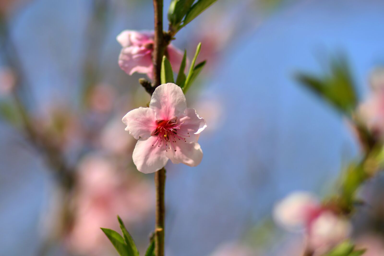 Canon EF 85mm F1.8 USM sample photo. Flower, pink, tree photography