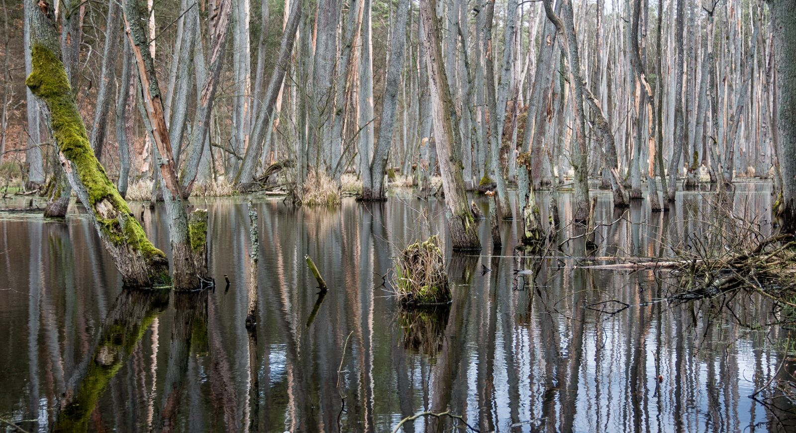 Canon EF-S 18-135mm F3.5-5.6 IS sample photo. Nature, swamp, landscape photography