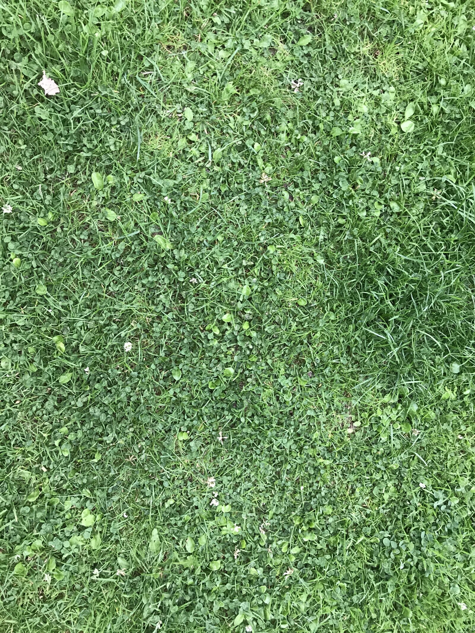 iPhone 7 Plus back dual camera 3.99mm f/1.8 sample photo. Grass, texture, green photography
