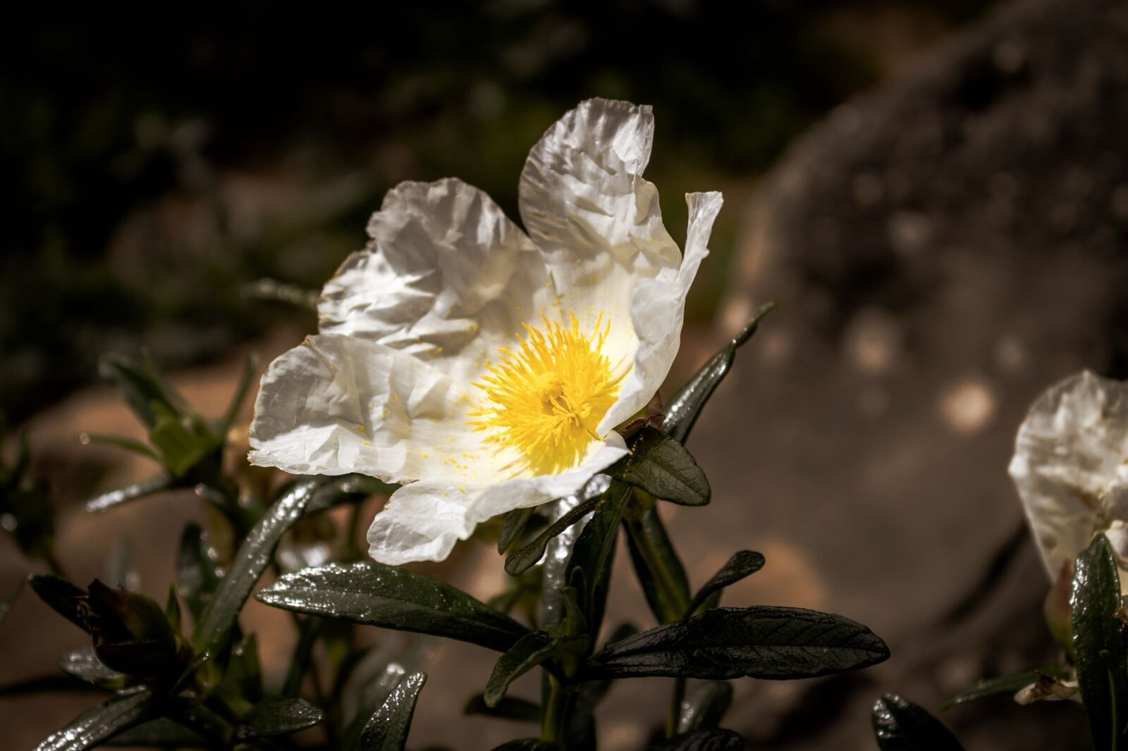Canon EOS 100D (EOS Rebel SL1 / EOS Kiss X7) sample photo. Flower, beach, south photography