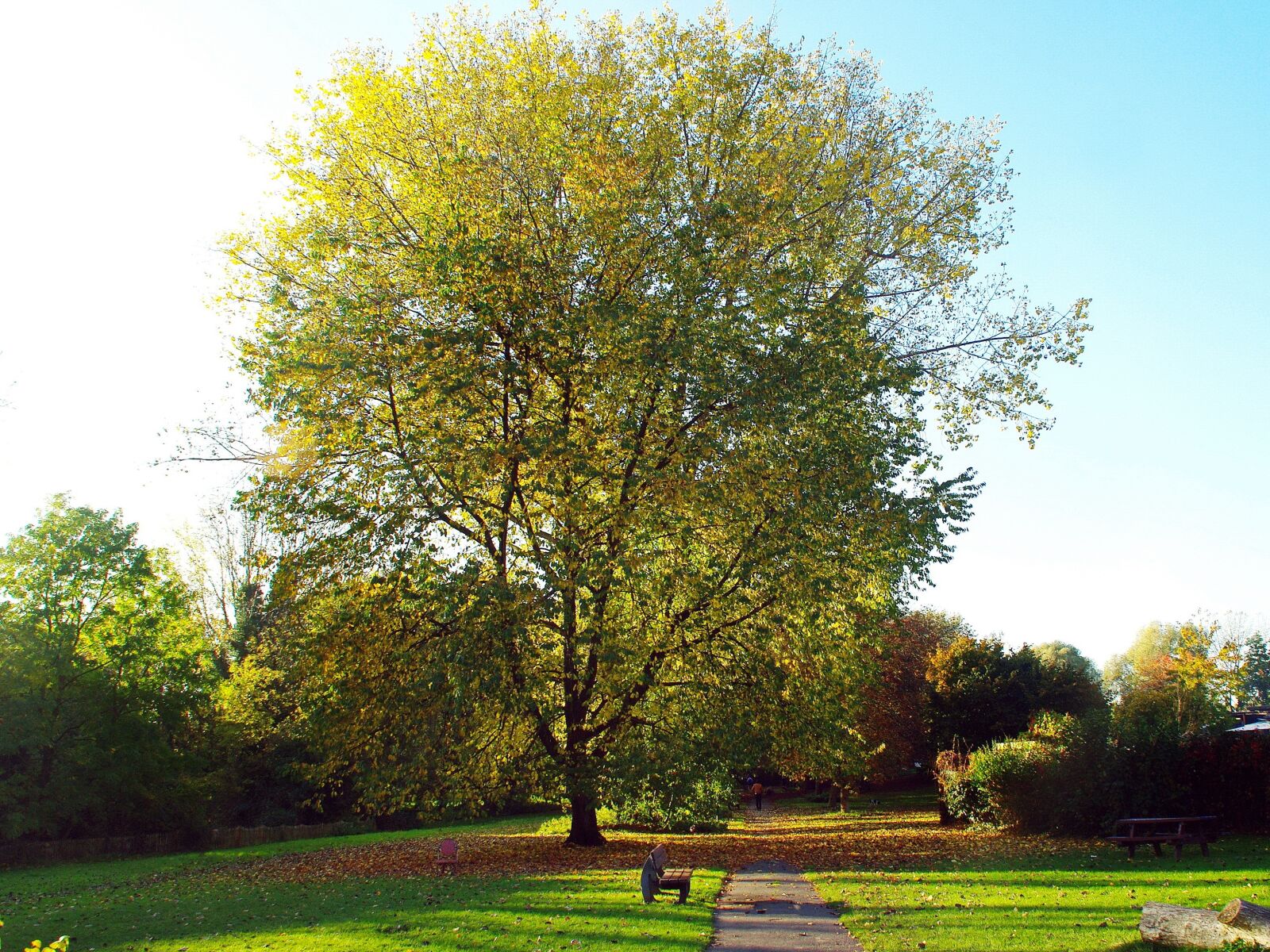 Pentax K200D sample photo. Lille, fall, leaves photography