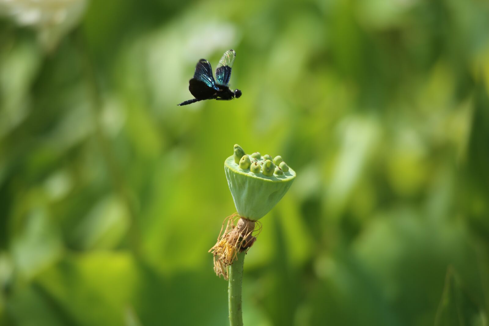 Canon EOS 5D Mark III sample photo. Nature, leaf, outdoors photography