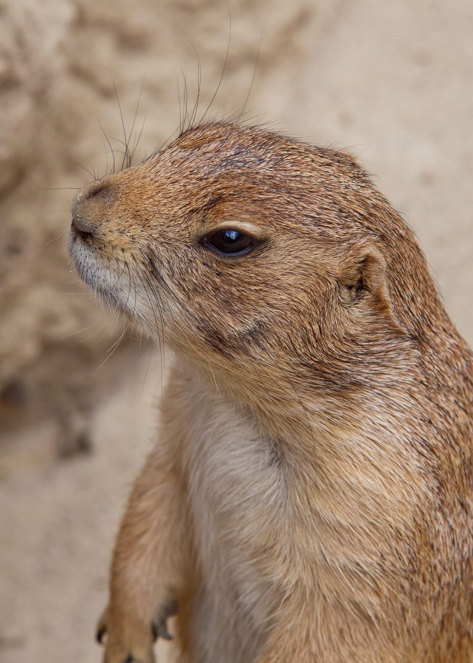 Canon EOS 50D sample photo. Marmot, fur, rodent photography