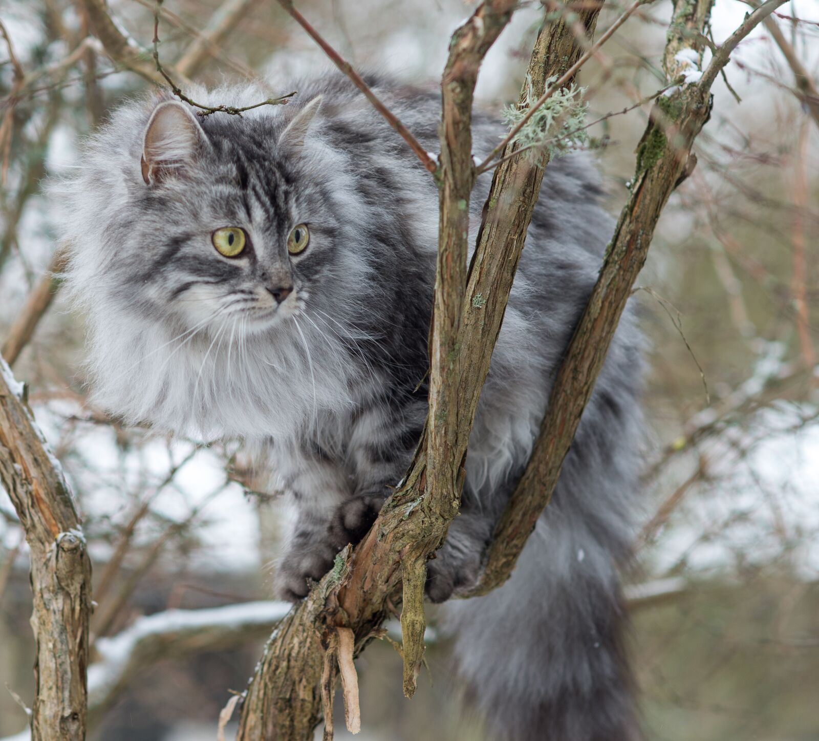 Nikon D600 sample photo. Cat, animals, portrait photography