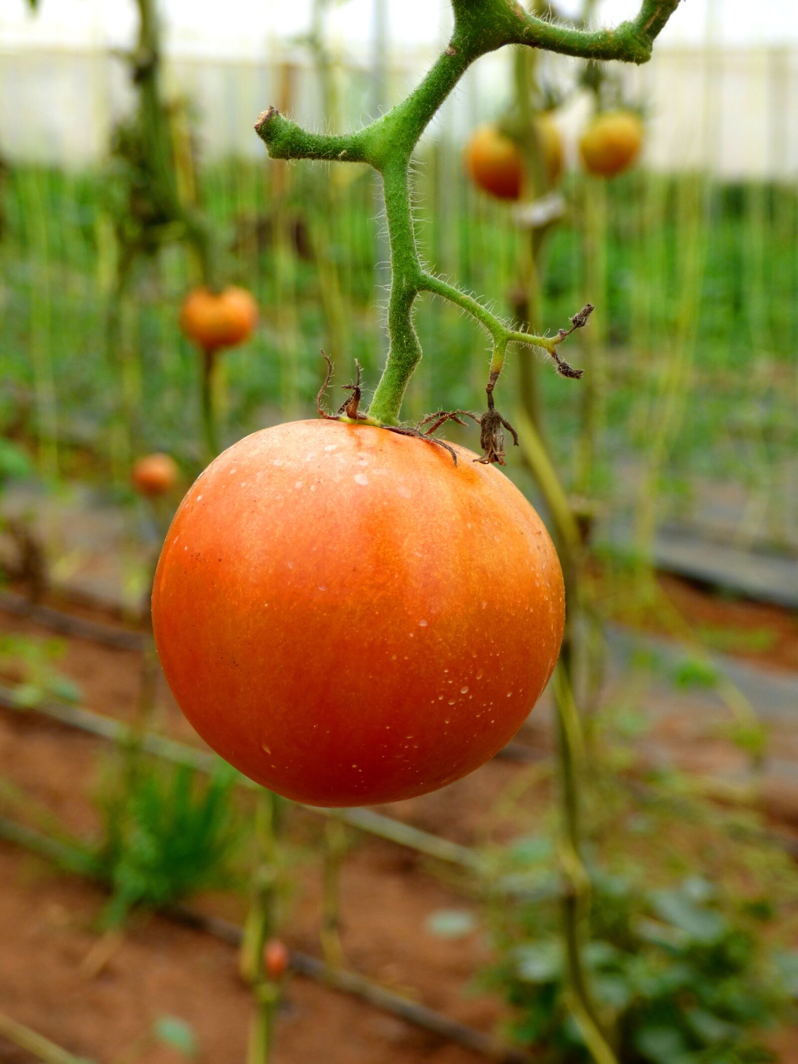 Panasonic DMC-FZ72 sample photo. Tomato, farm, food photography