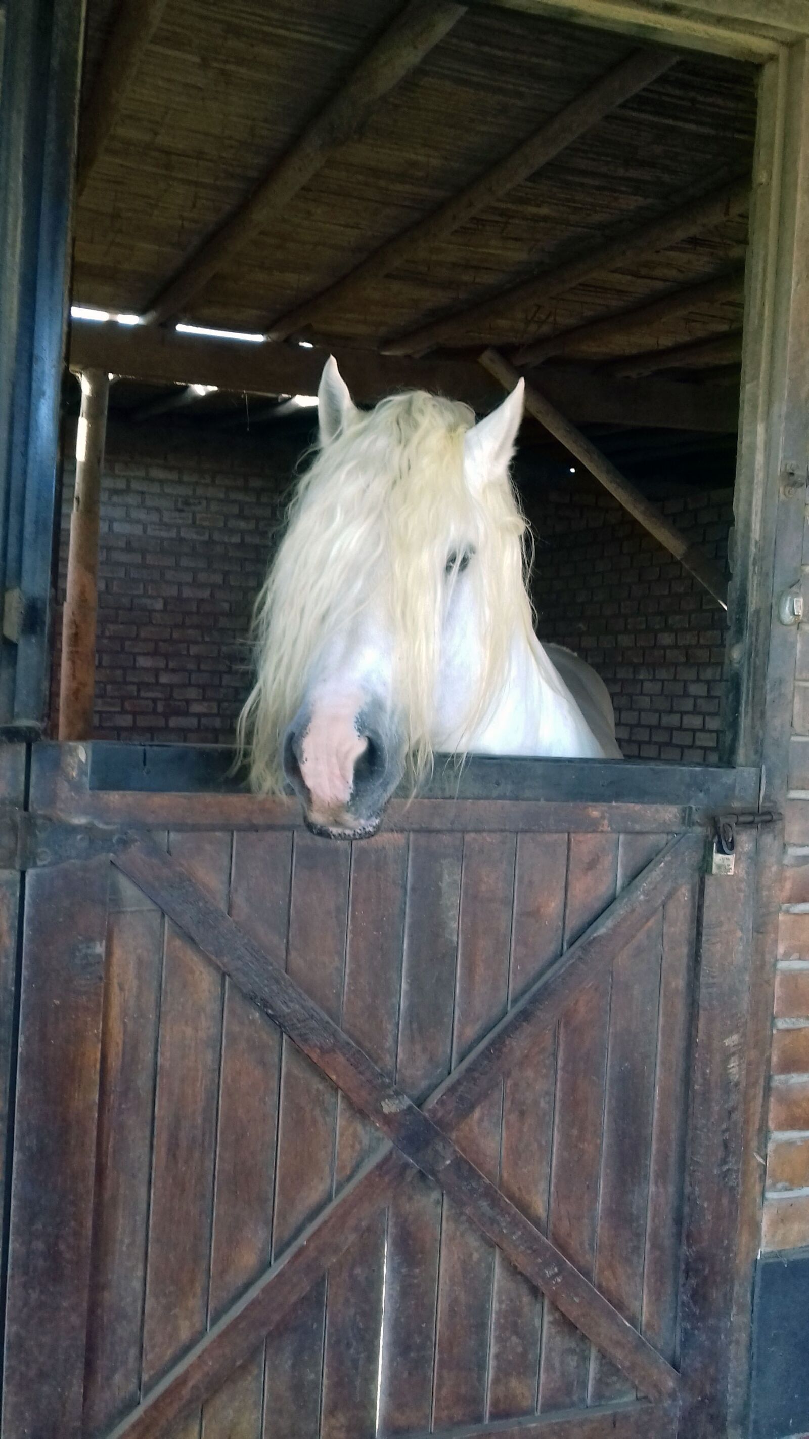 Samsung Galaxy J4 sample photo. Horse, animals photography