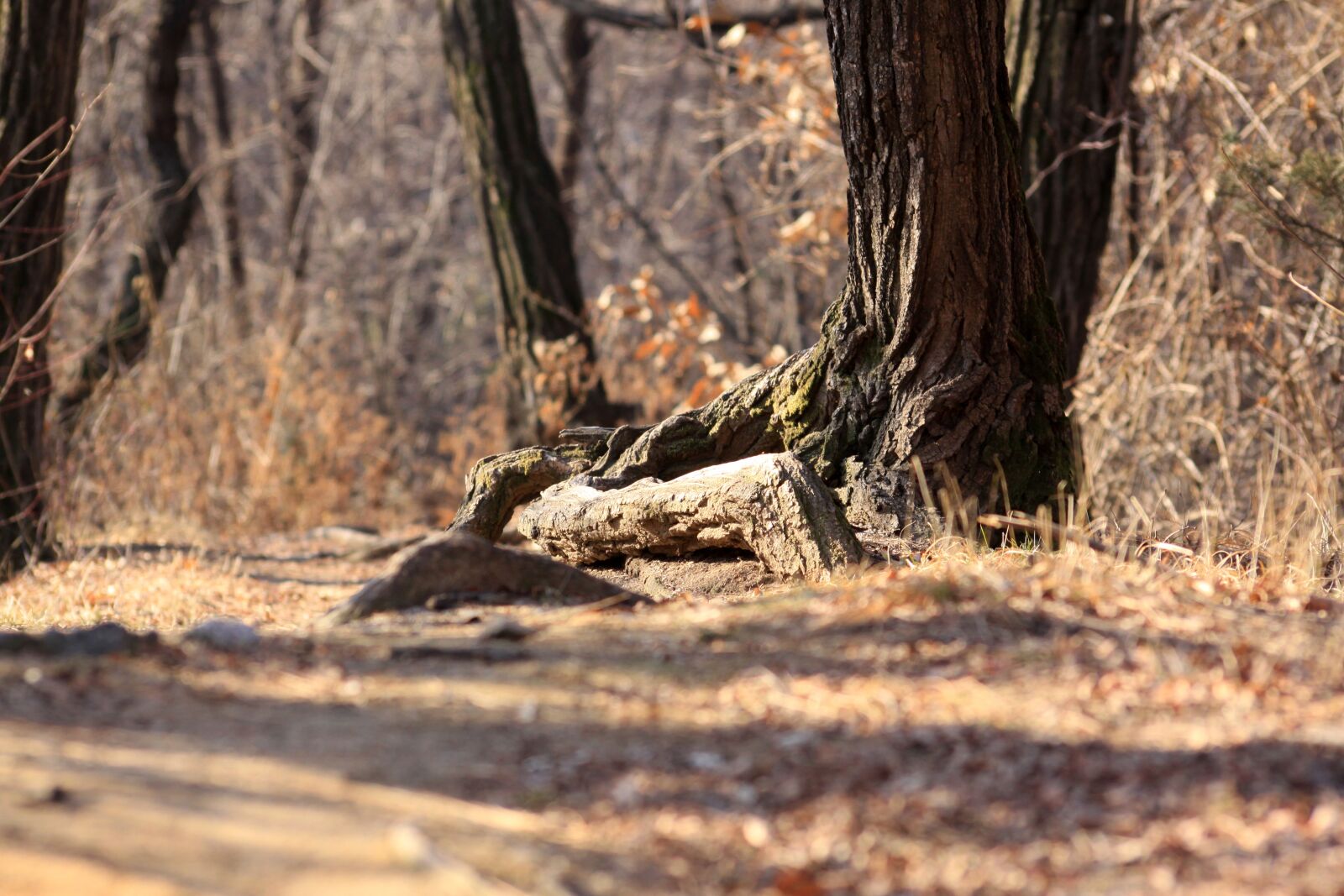 Canon EOS 50D sample photo. Root, wood, winter photography