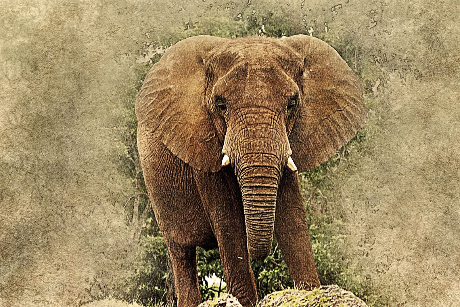 Olympus PEN E-PM1 sample photo. Elephant, animal, art photography