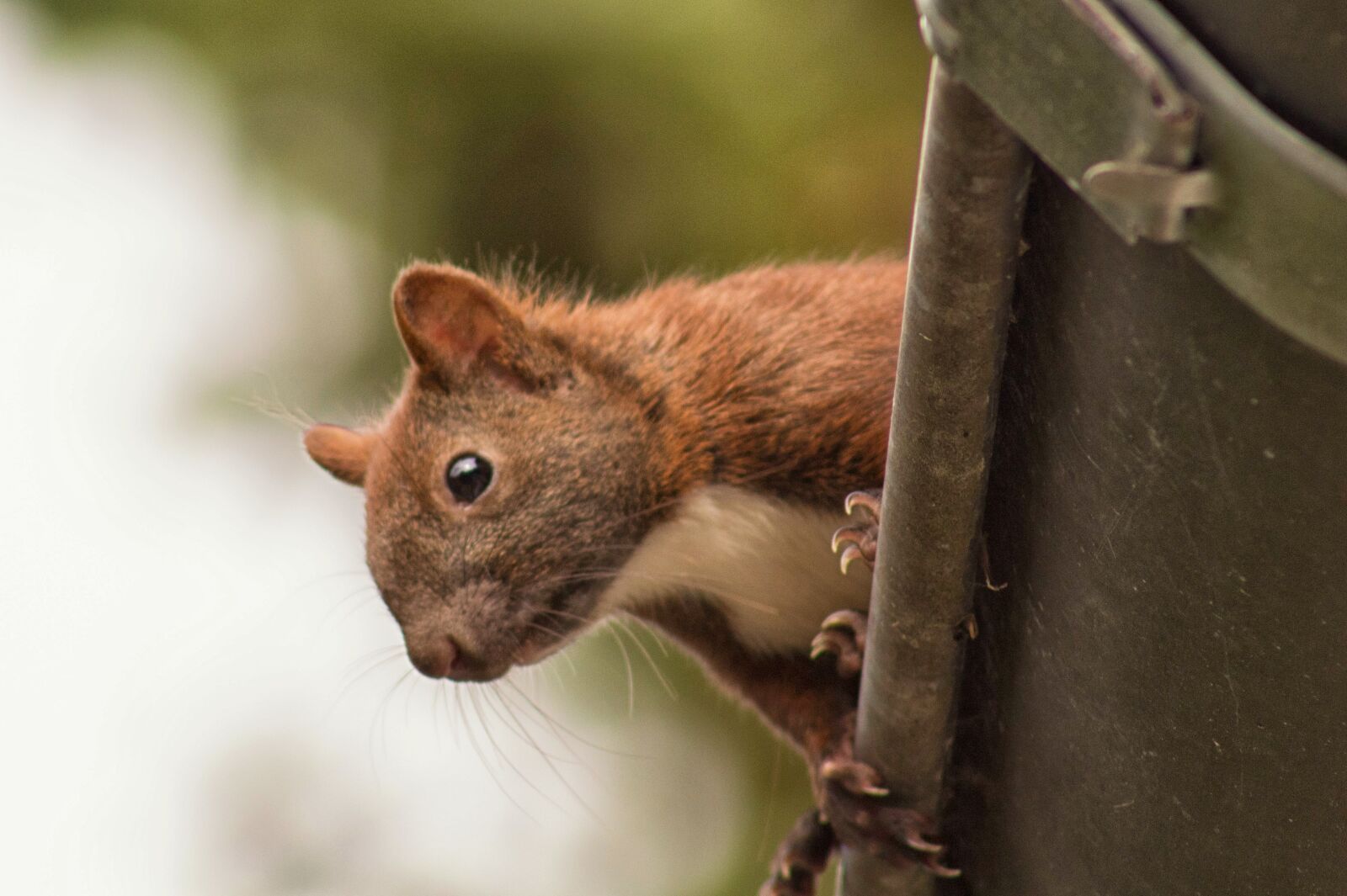 Canon EF75-300mm f/4-5.6 sample photo. Squirrel, germany, sweet photography